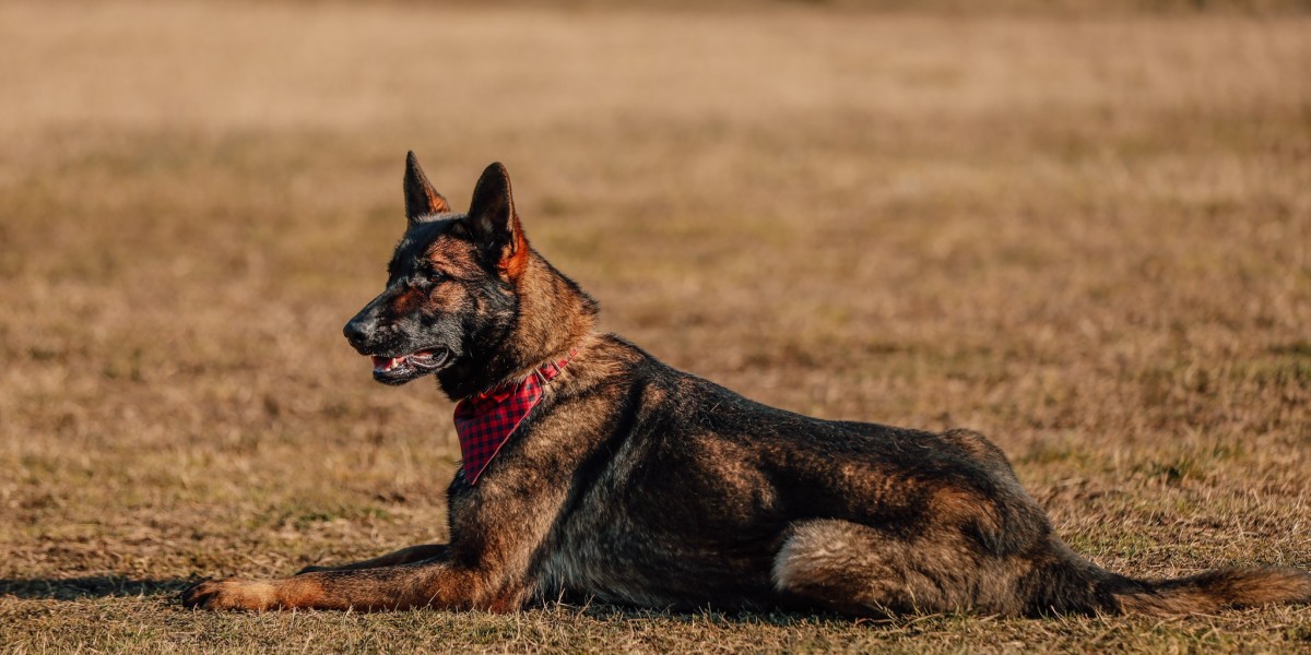 Köpeğiniz ile iletişim - Doğru ödüllendirme